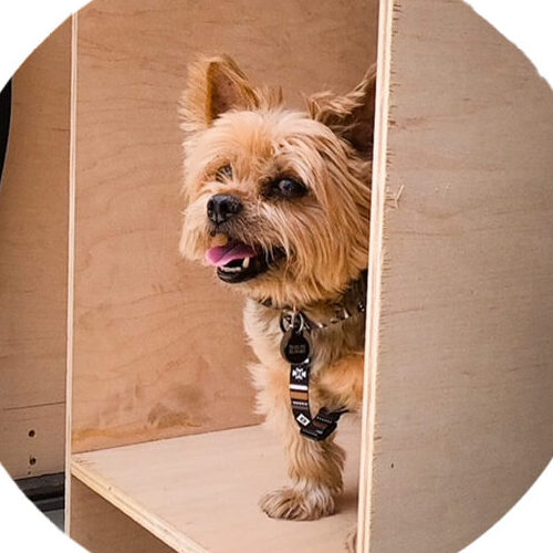 A yorkie named leeroy. He is standing on unfinished plywood. His tounge is out.